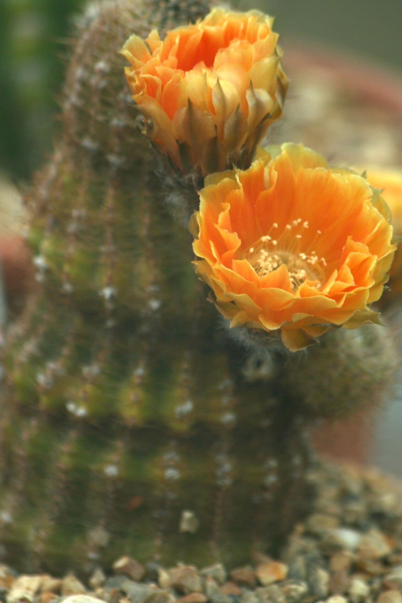 Echinopsis 2