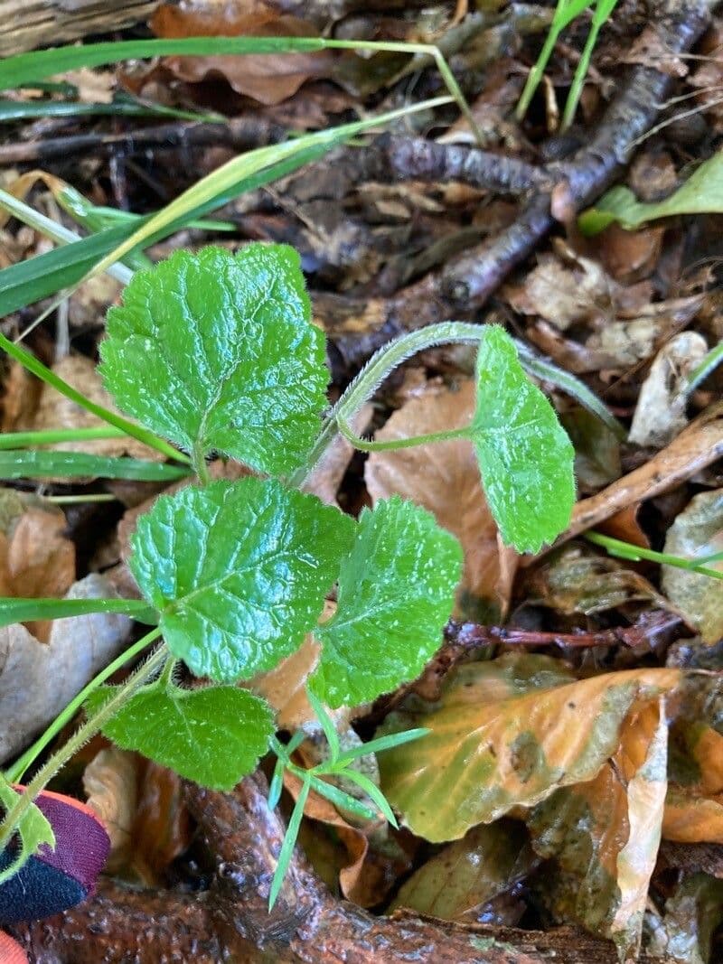 Glechoma hirsuta 8