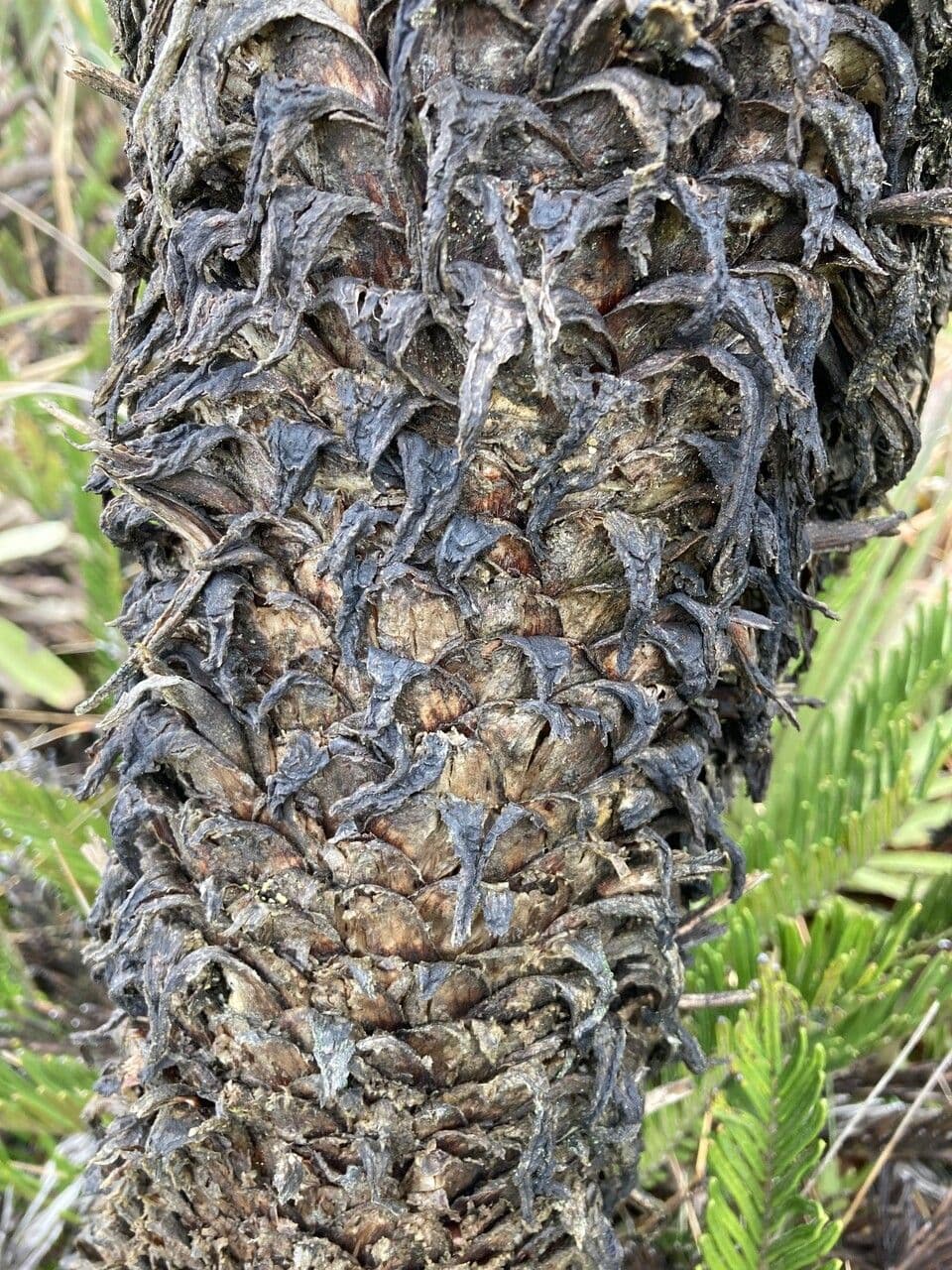 Espeletia 18