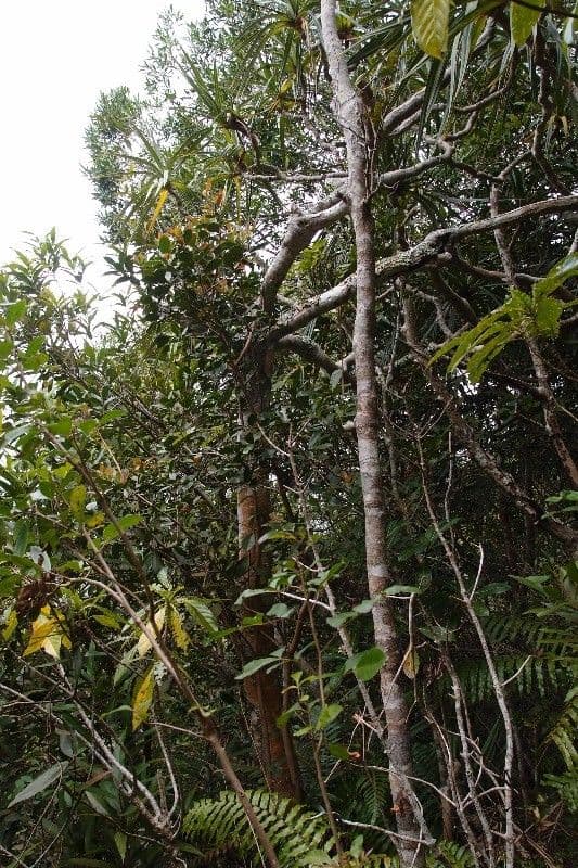 Pandanus 11