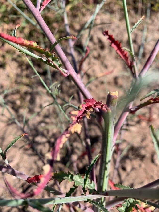 Rafinesquia californica 15