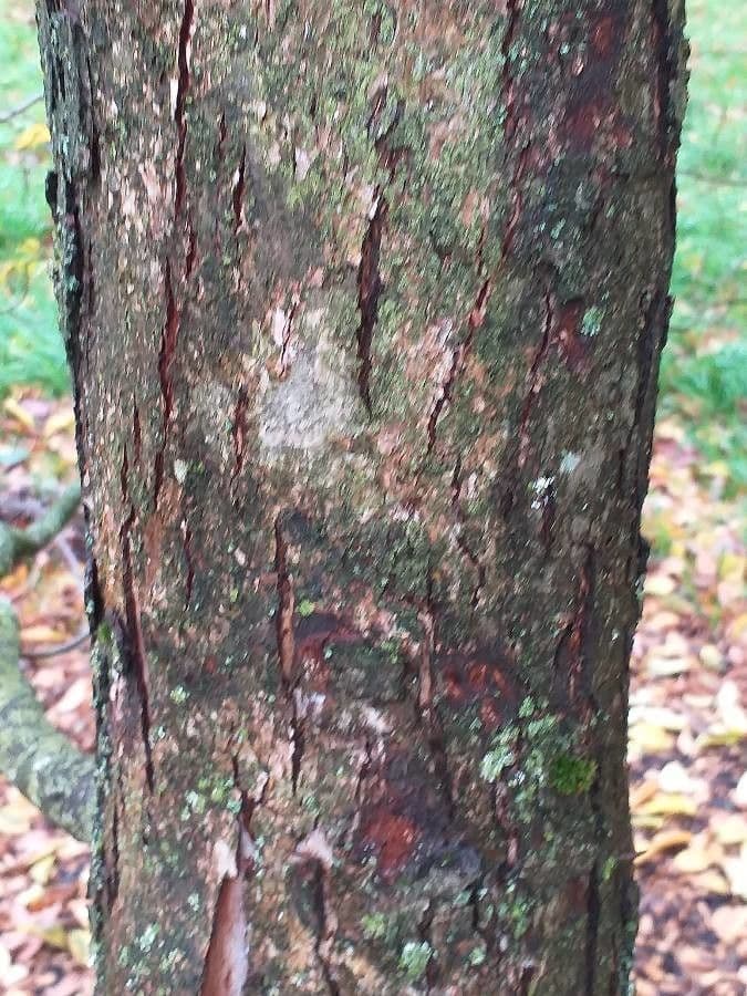 Carpino giapponese 7