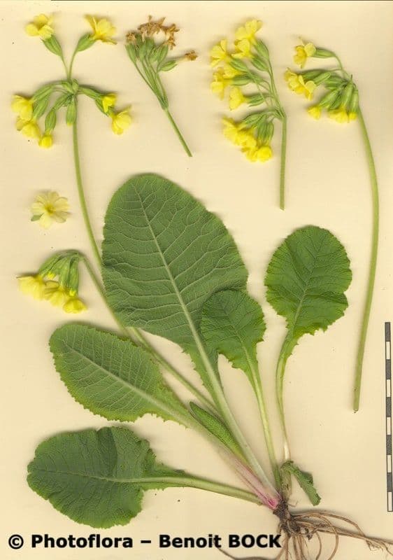 Primula maggiore 29