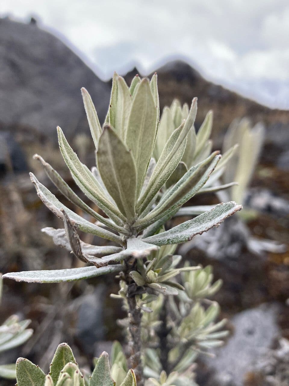 Linochilus 17