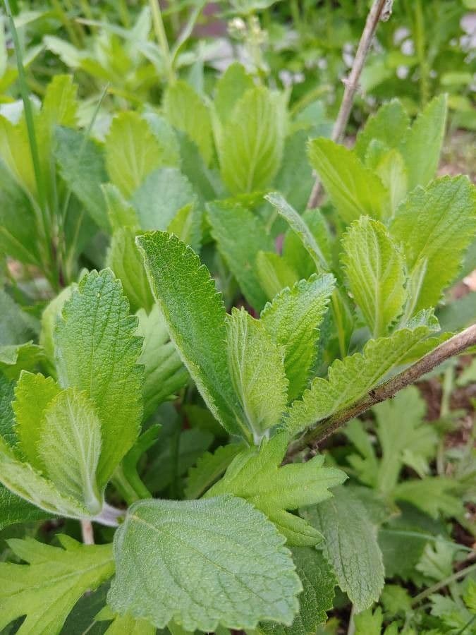 Verbena estricta 14