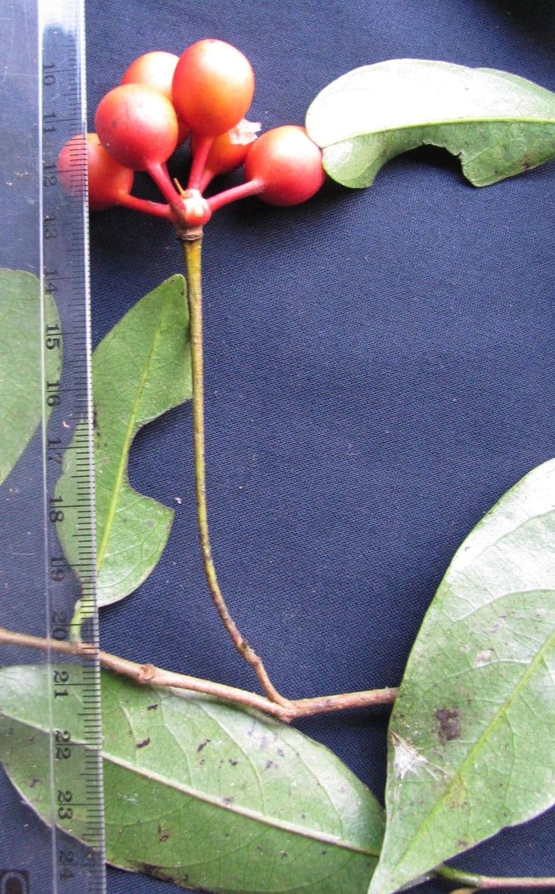 Desmopsis 2