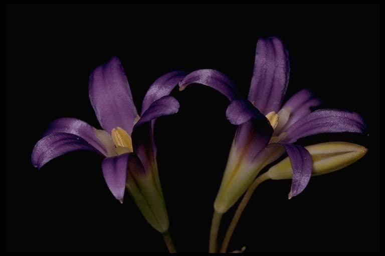 Brodiaea elegans 10