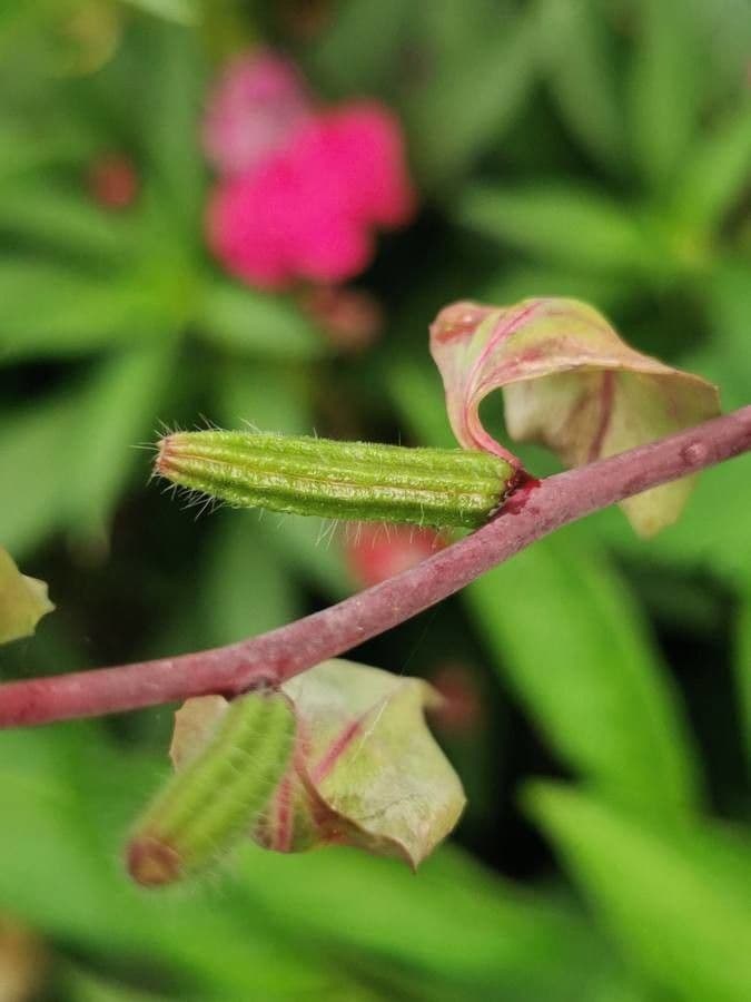 Clarkia 2