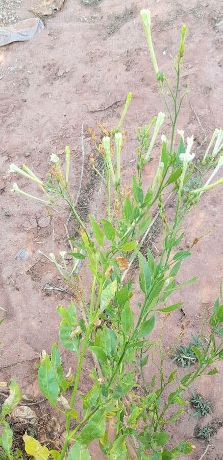 Nicotiana 6