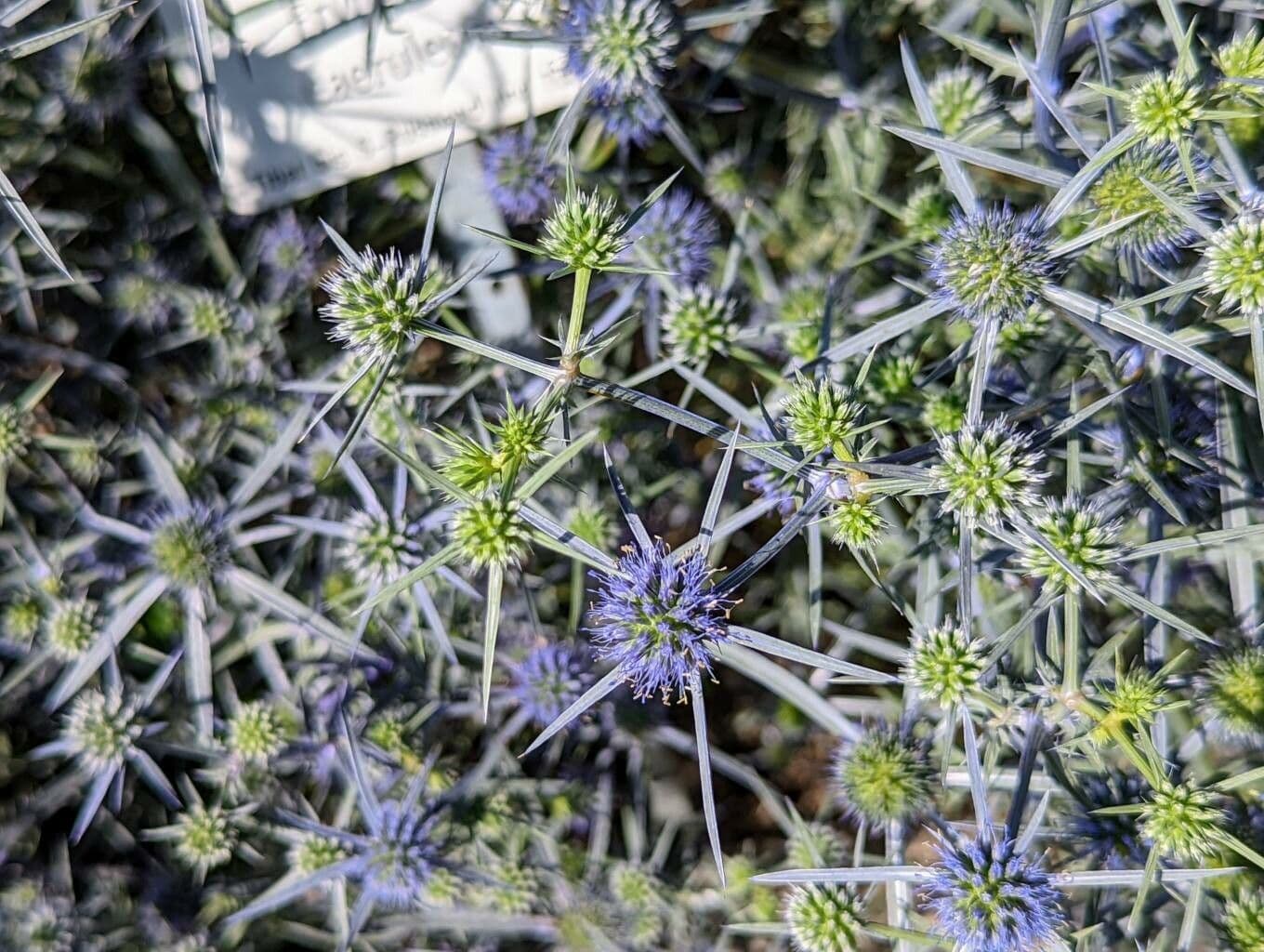 Panicaut 3