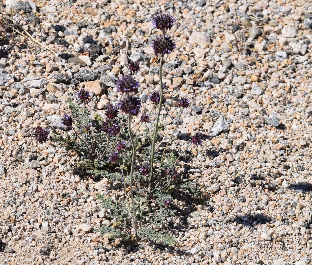 Salvia columbariae 12