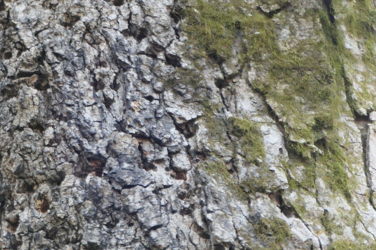 Esche 7