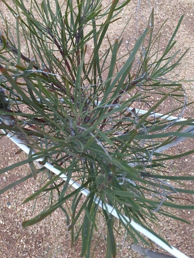 Conospermum stoechadis 5