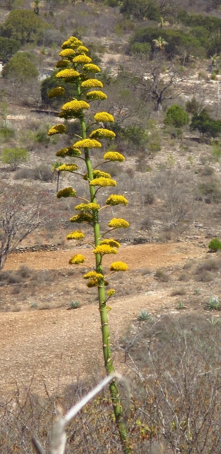 Agave di Shaw 2
