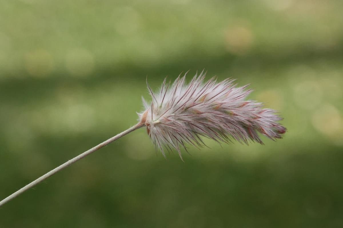 Ebenus 2