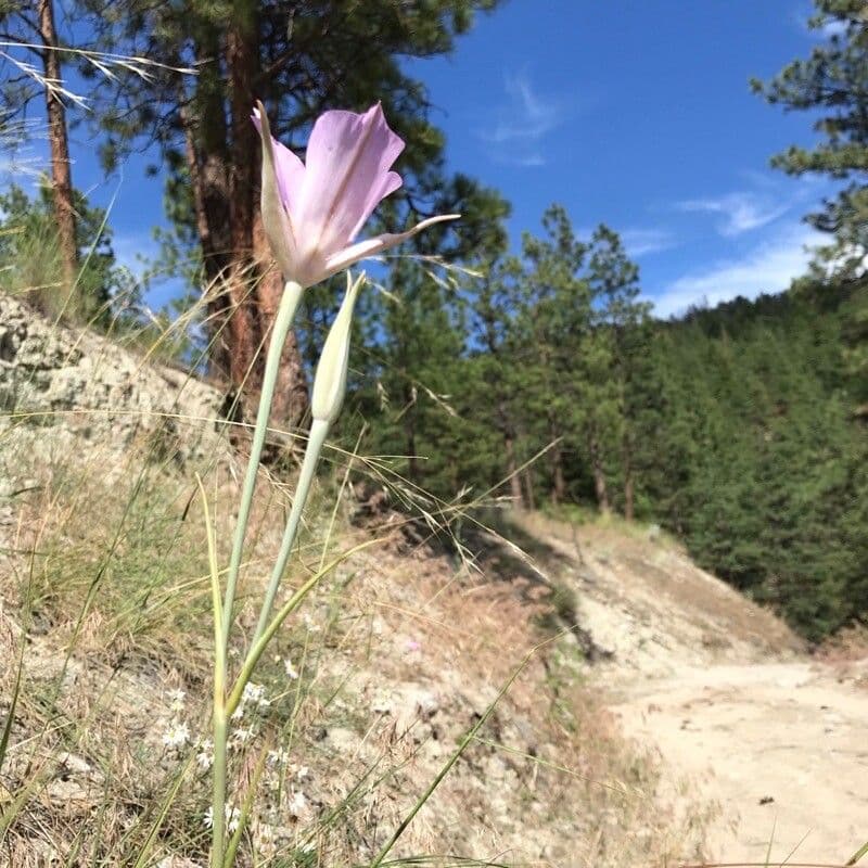 Calochortus macrocarpus 10