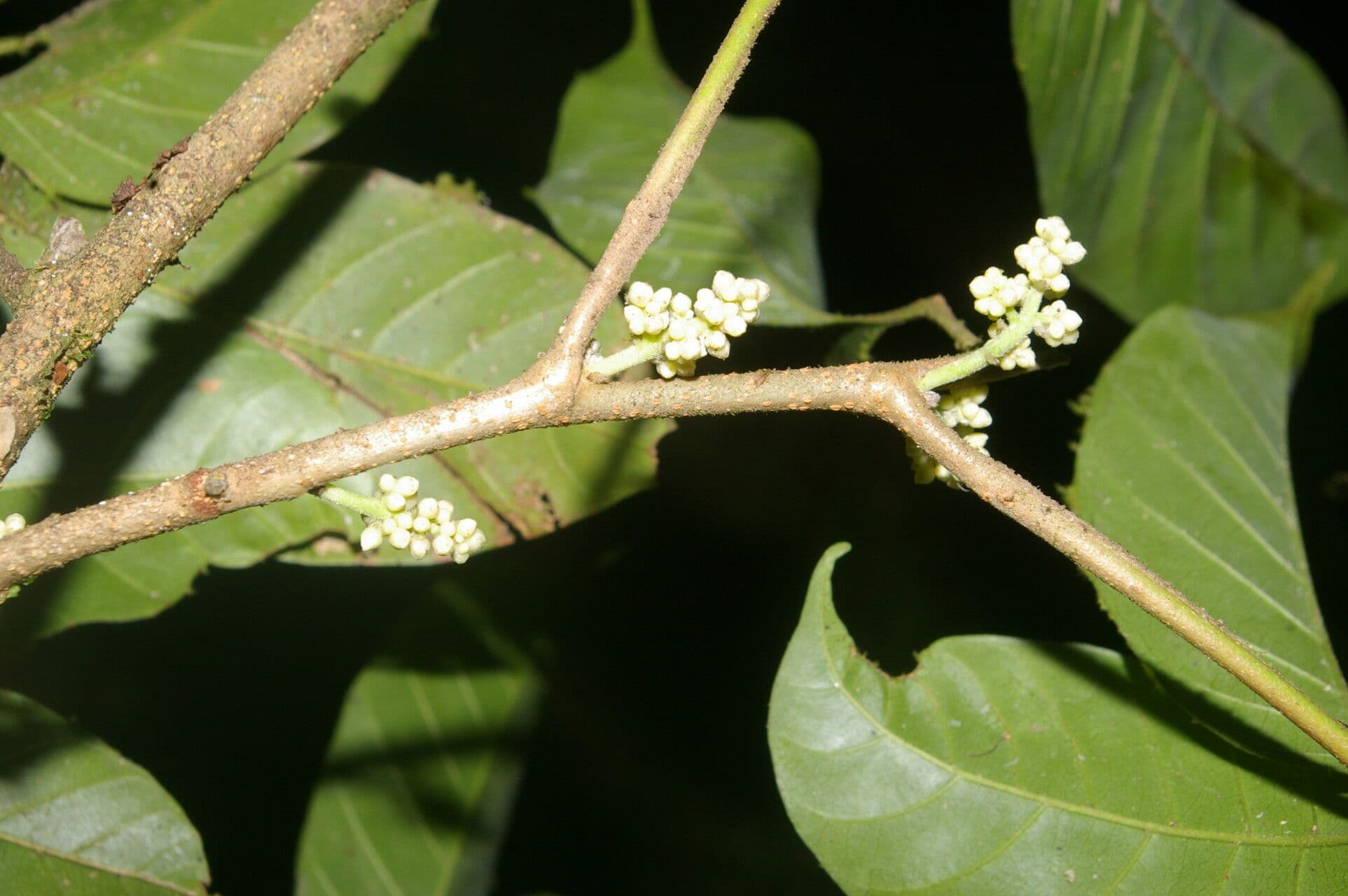 Trichilia 10