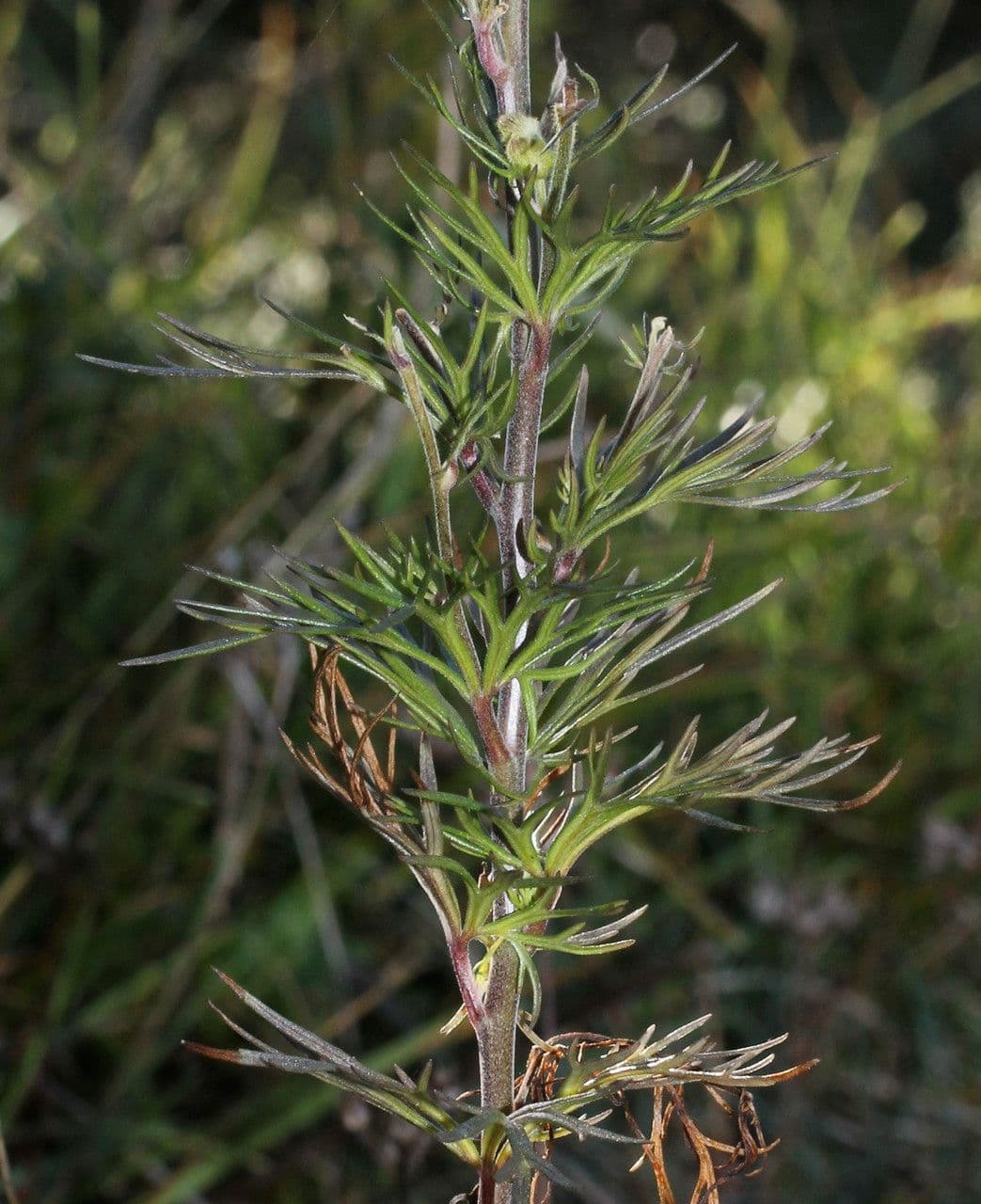 Aconito anthora 30