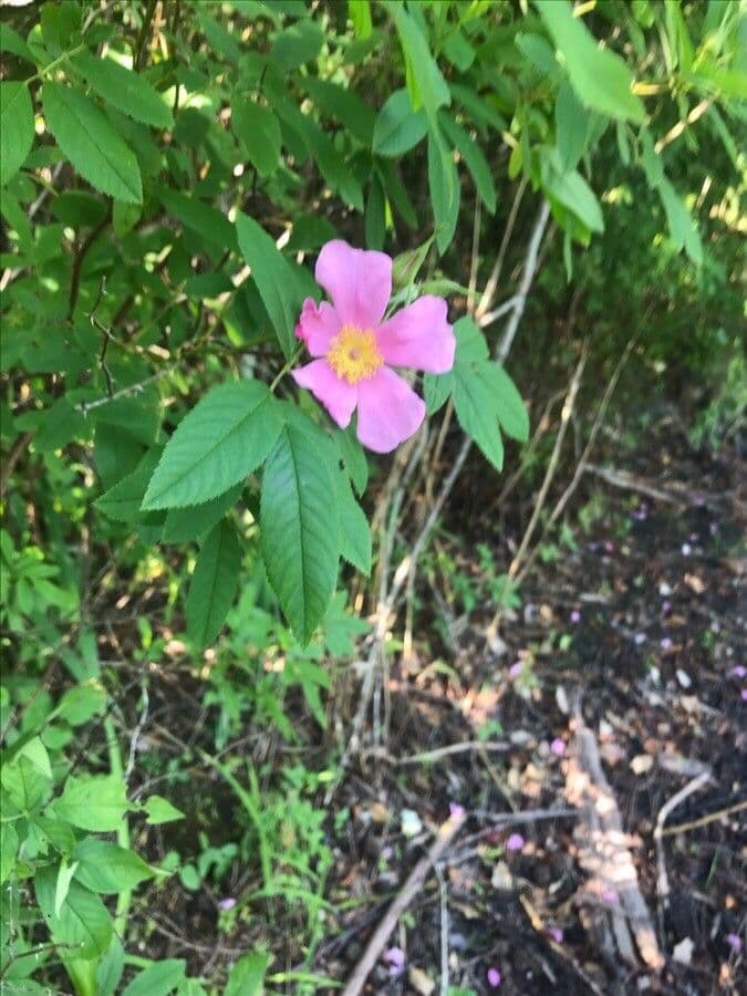 Swamp rose 7