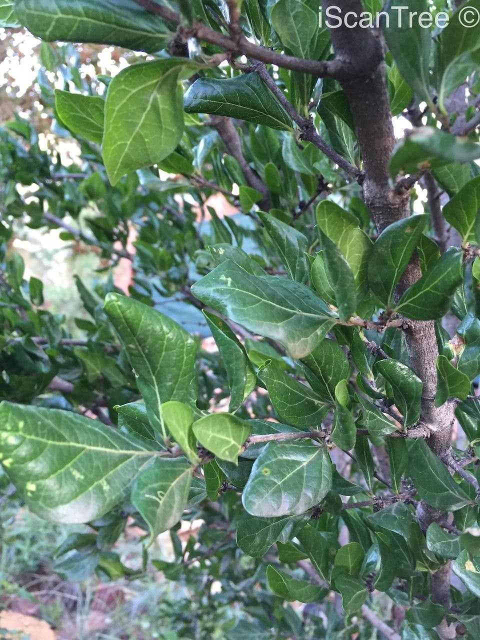 Afrocanthium 12