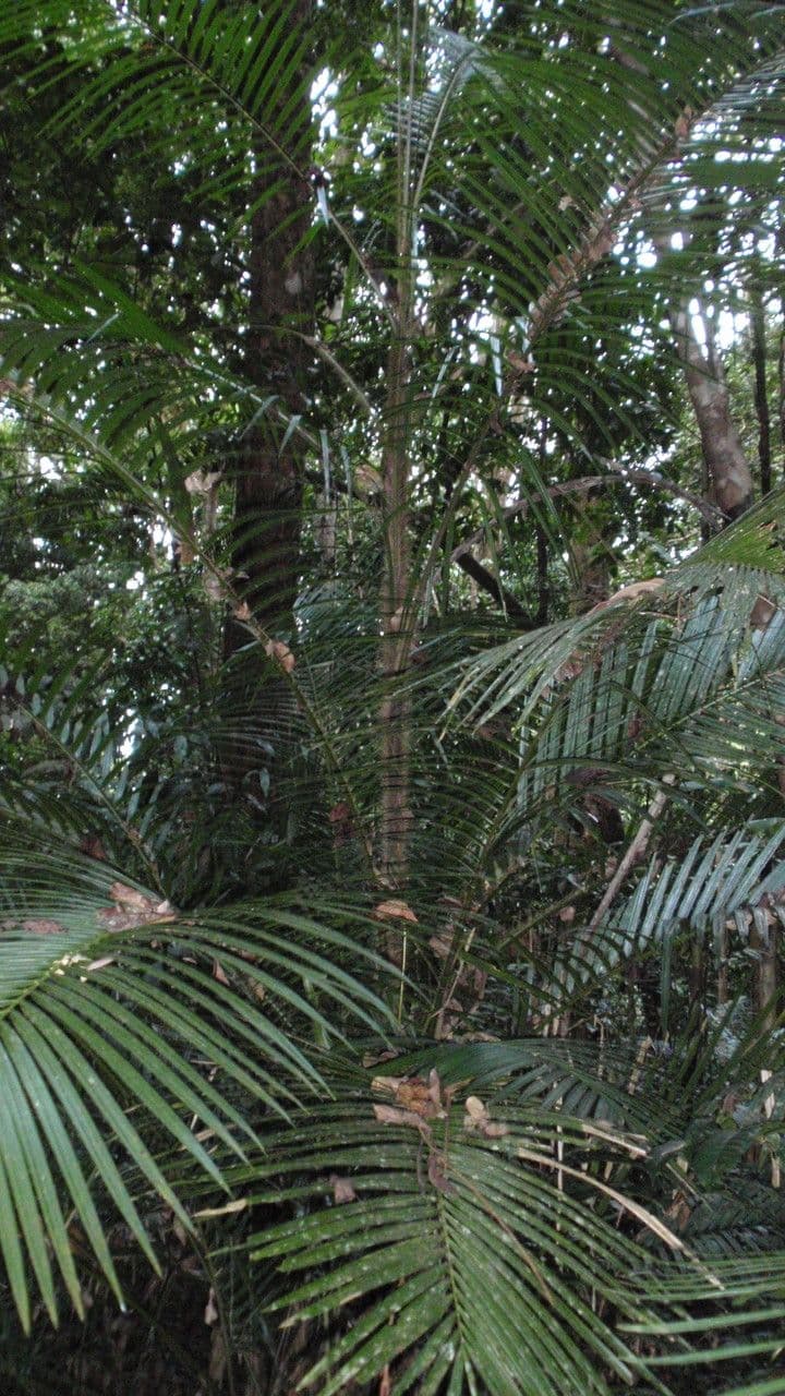Calamus 4