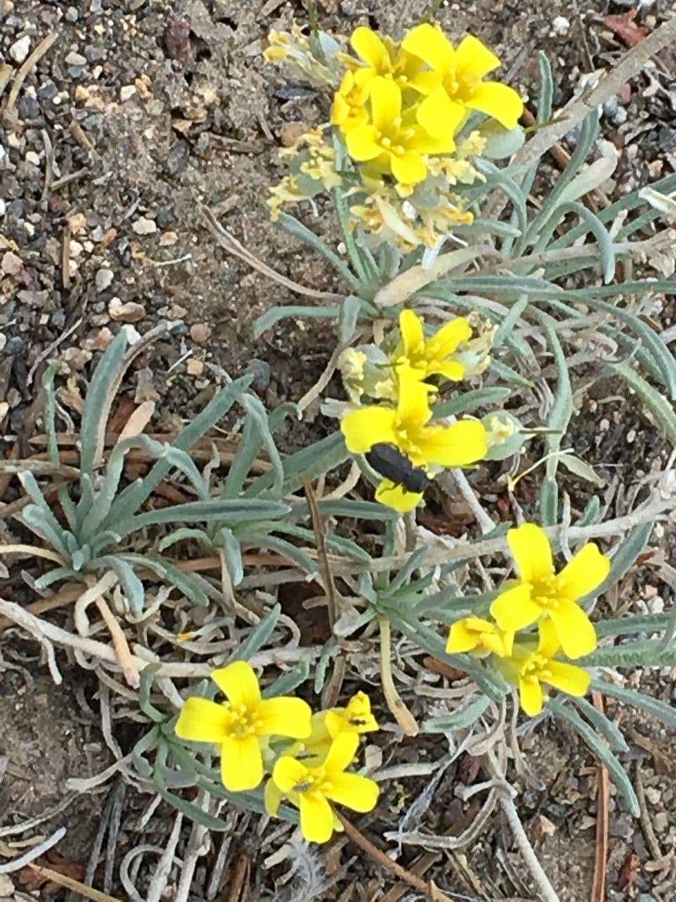 Physaria di Watson 4