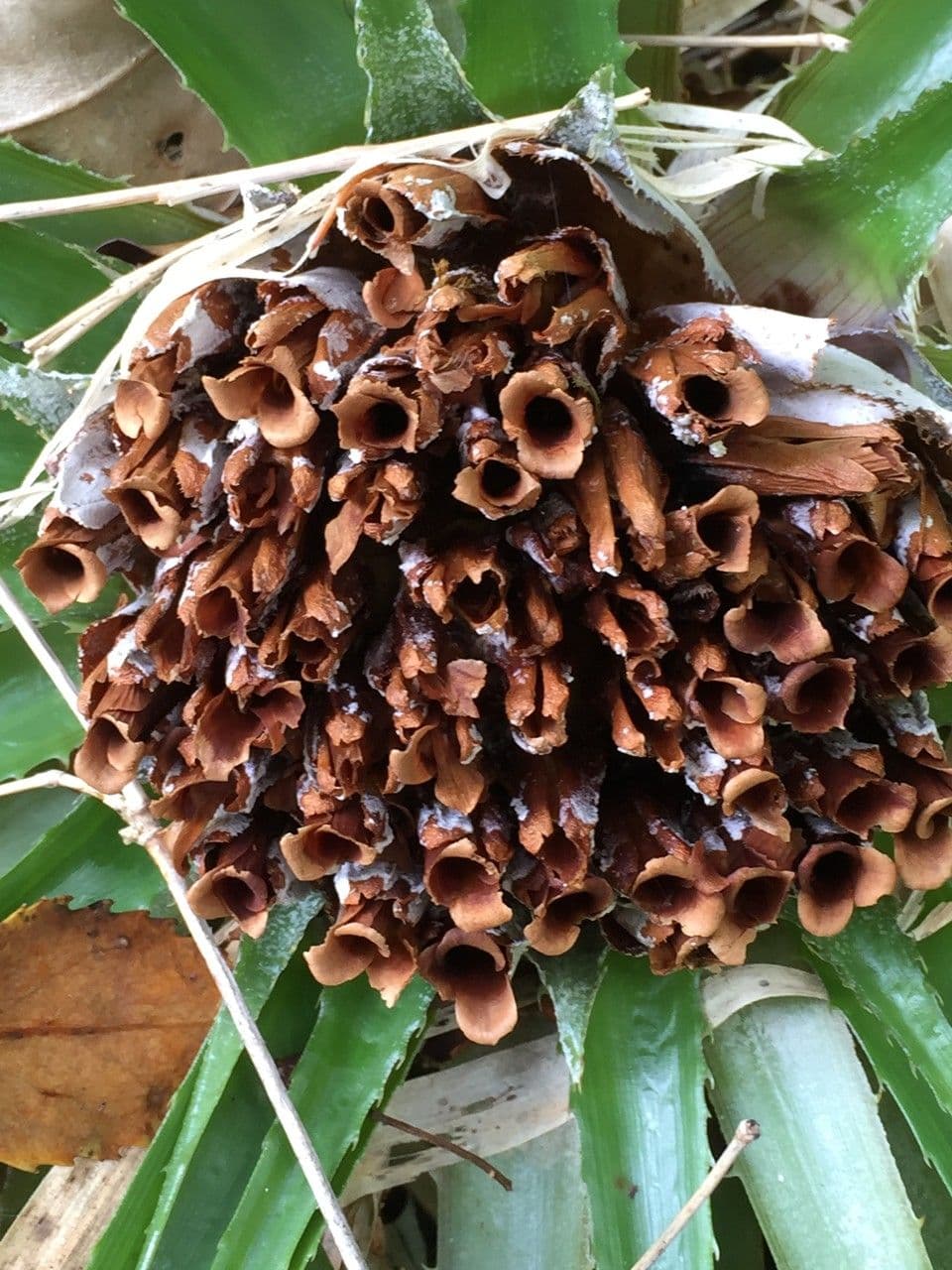 Fascicularia 3