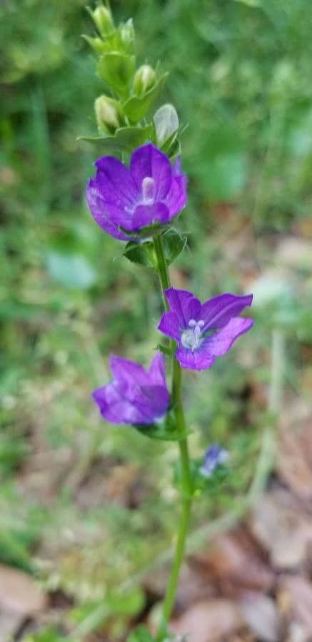 Triodanis przerosła 5