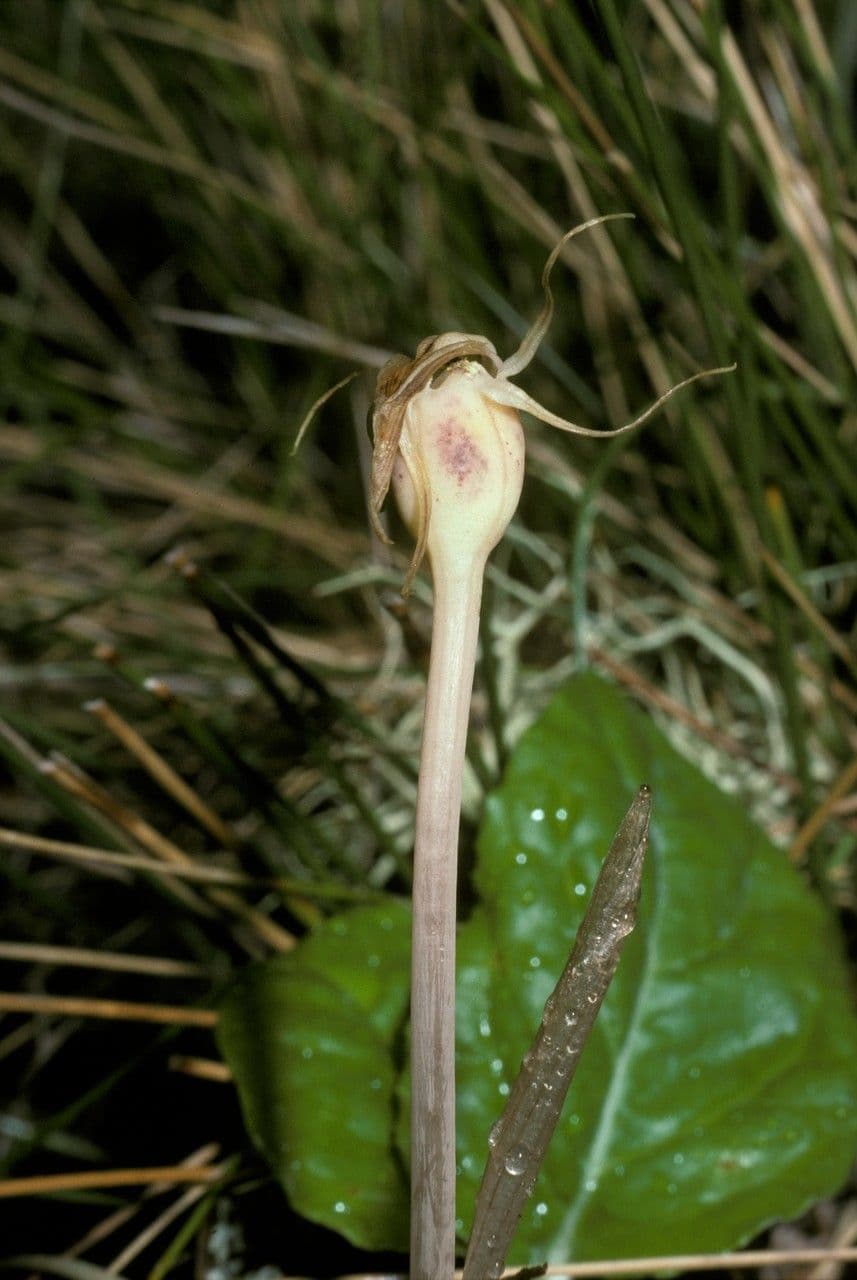 Arachnitis uniflora
