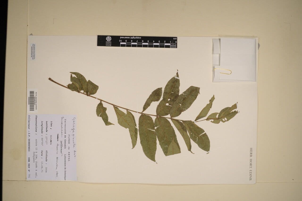 Garuga pinnata
