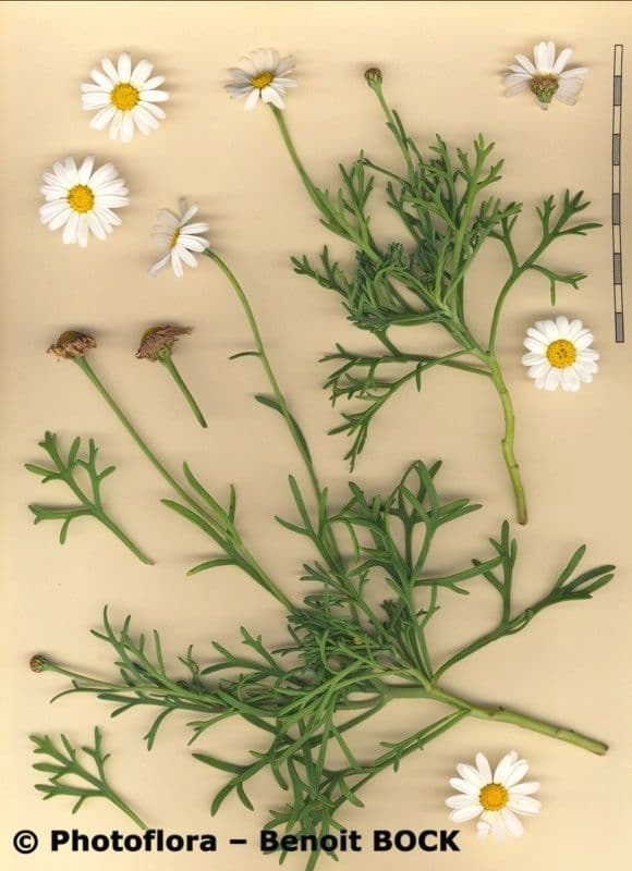 Argyranthemum 25