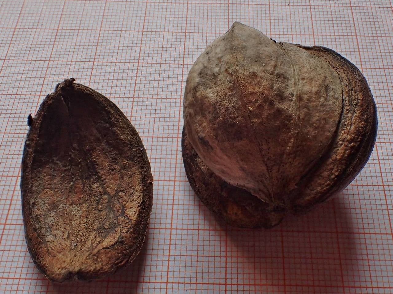 Noyer de pécans 10