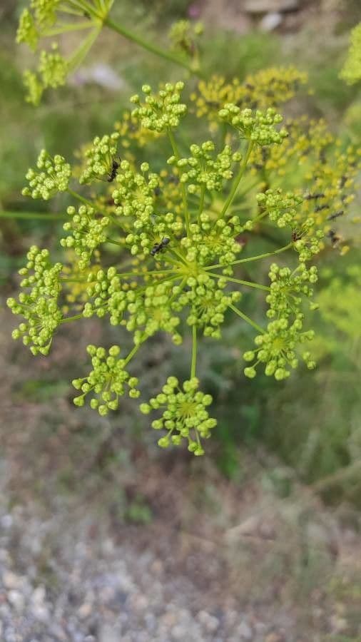 Peucedano 6