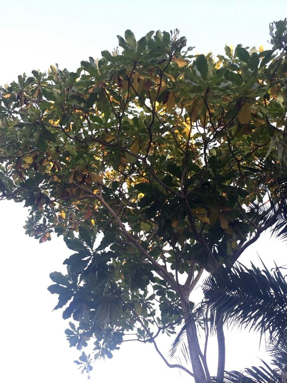 Forest big-leaf 9