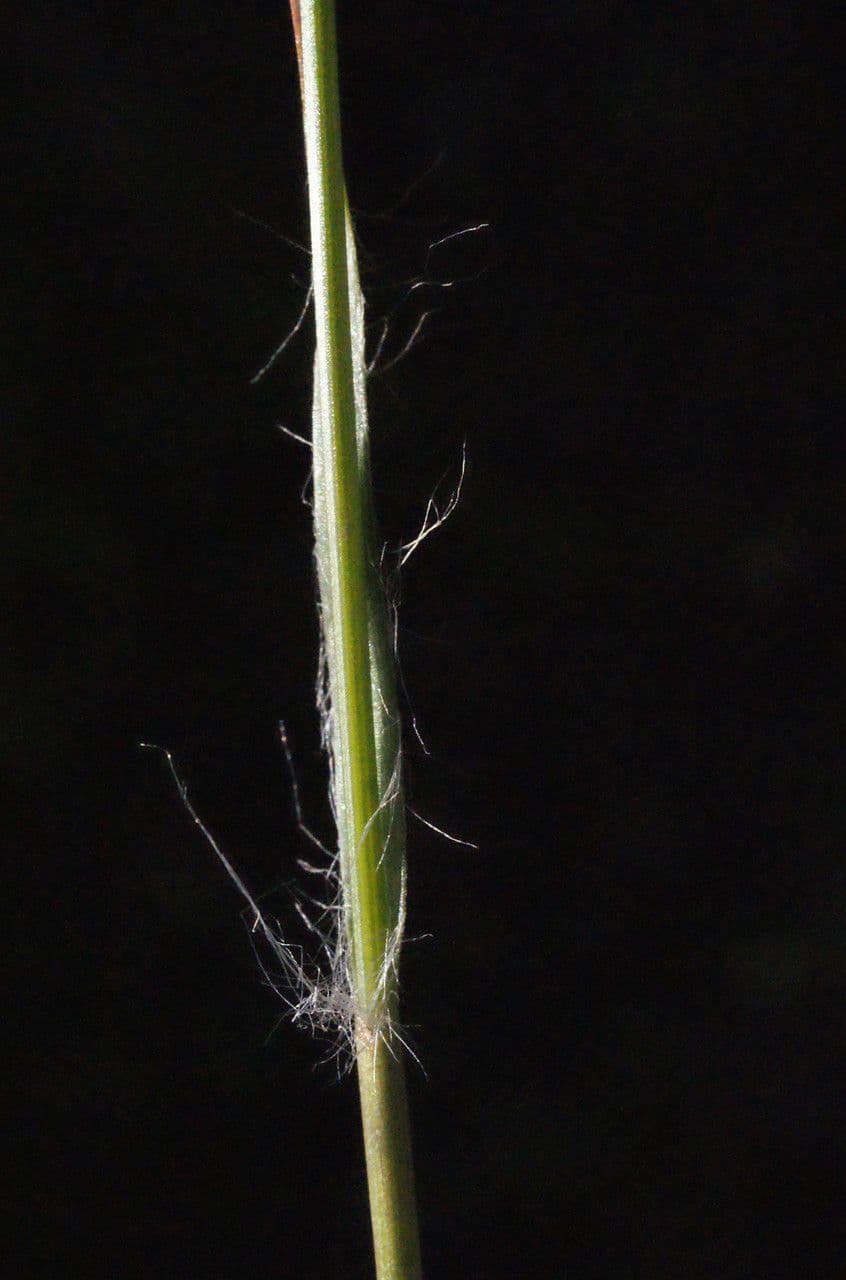 Erba lucciola comune 25