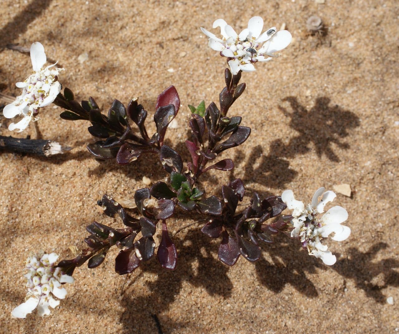 Iberis procumbens 15