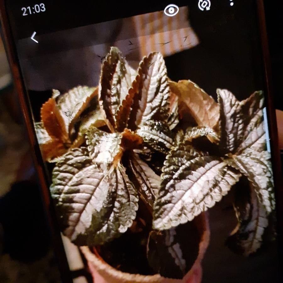 Pilea 4