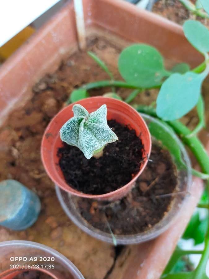 Astrophytum 18