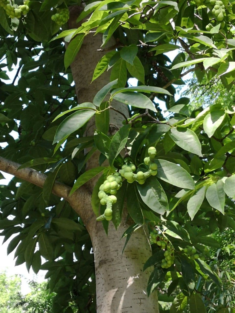 Magnolia amena 4