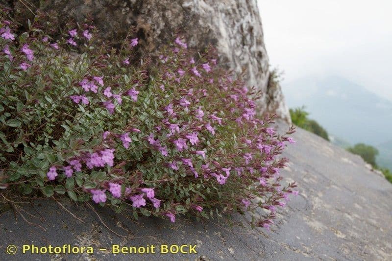 Micromeria marginata 6