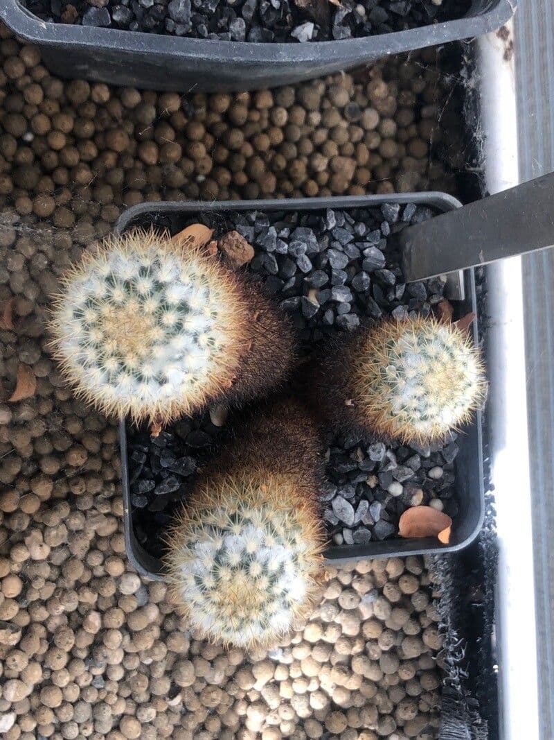 Cactus coussin colombien