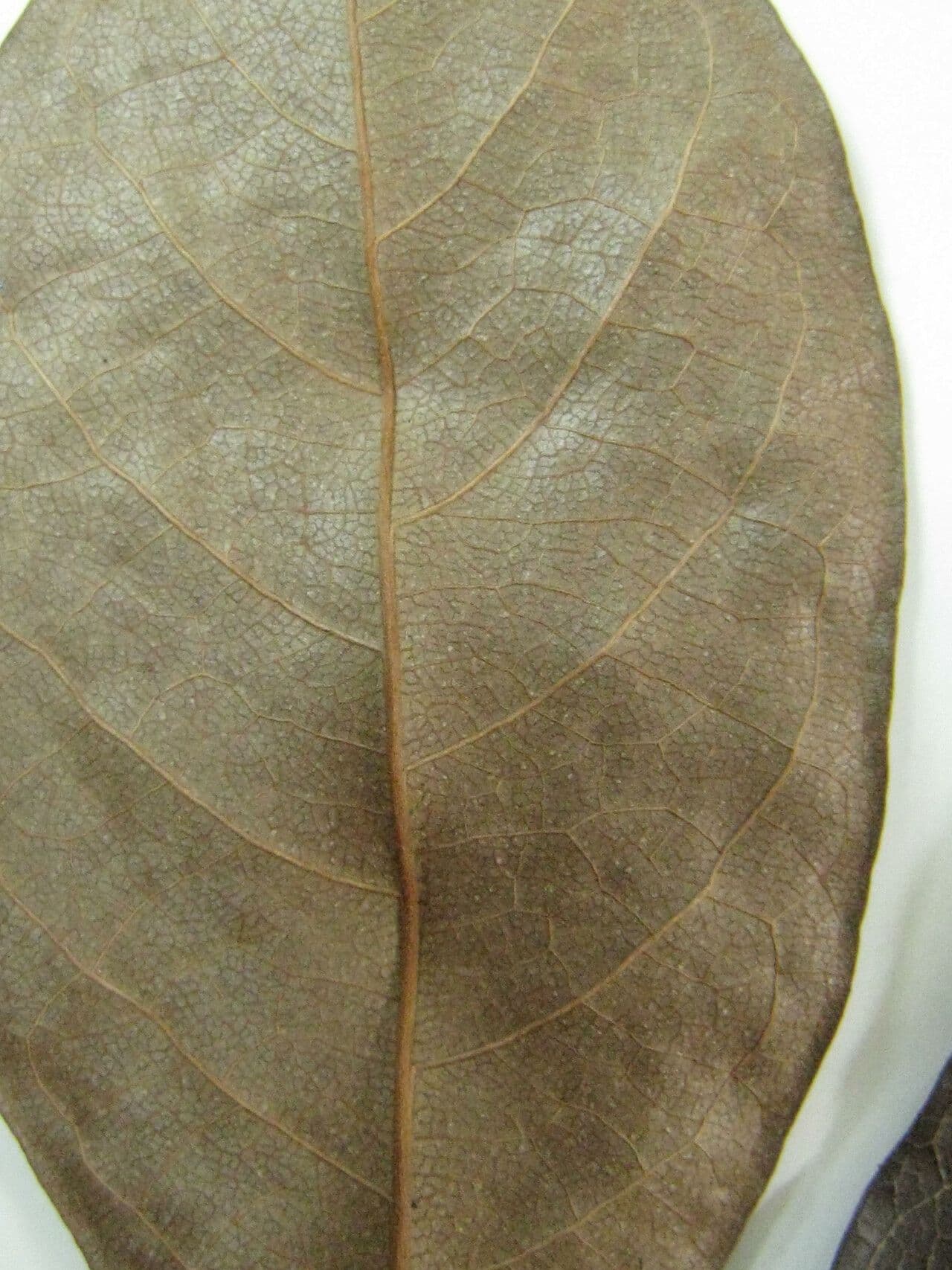 Terminalia 9