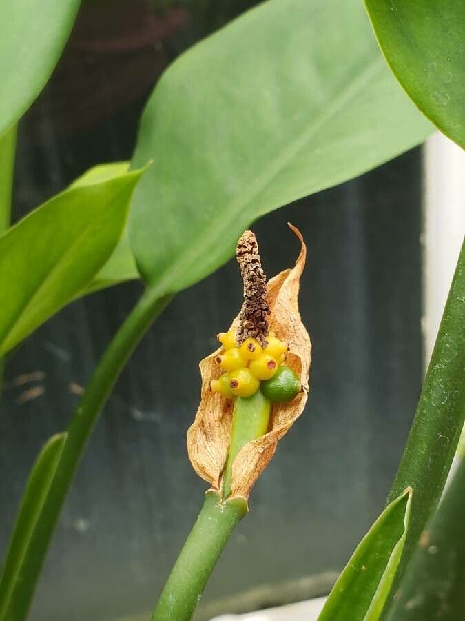 Aglaonema 4
