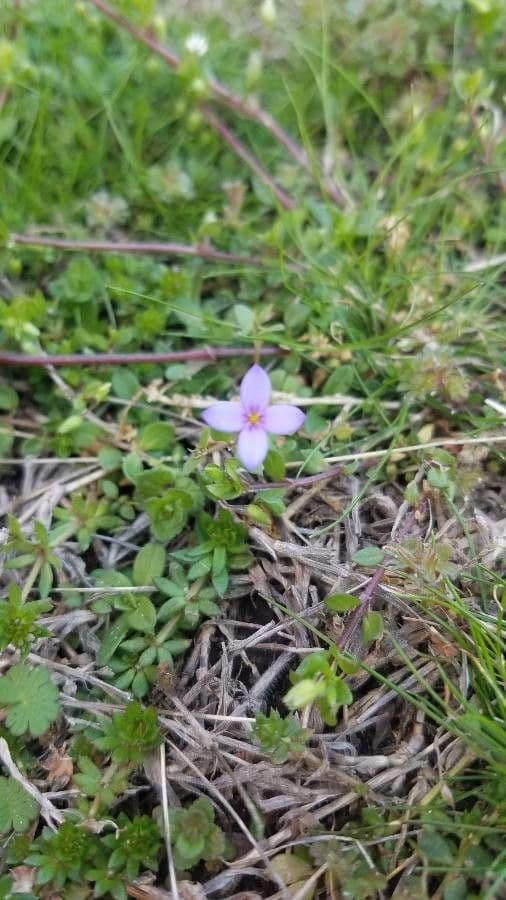 Houstonia minuta 7