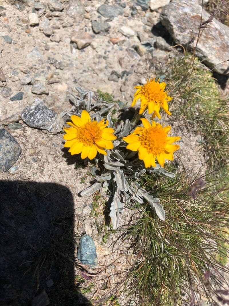 Senecio 17