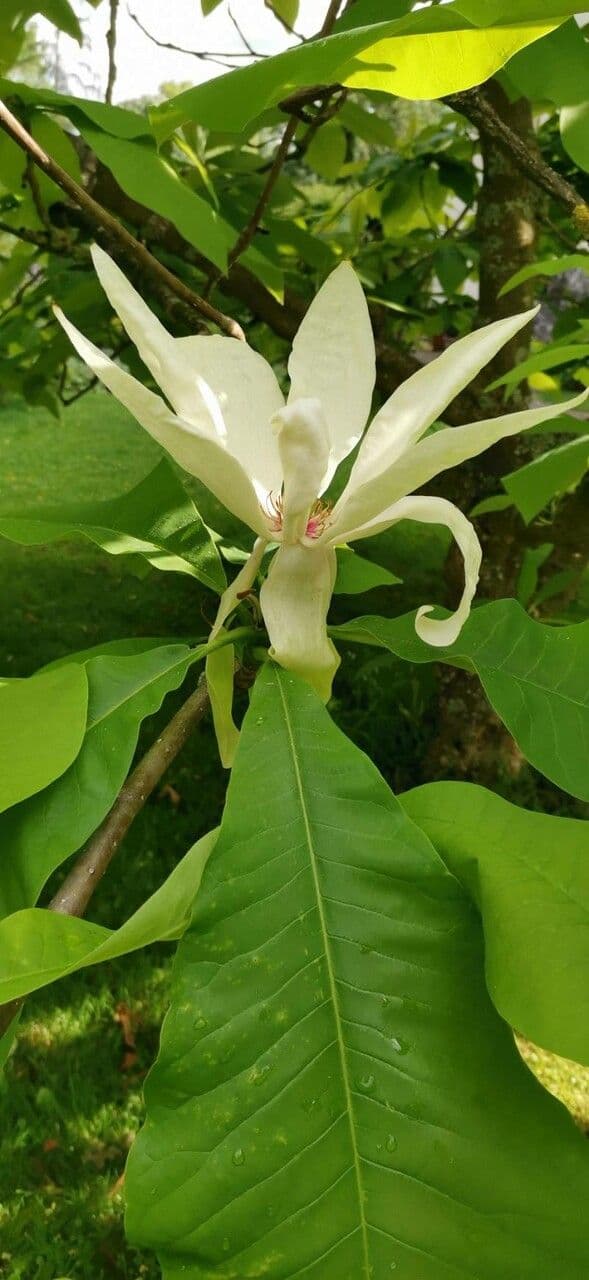 Magnolia a ombrello 27