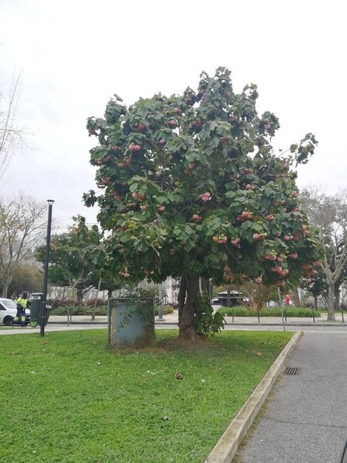 Dombeya burgessiae 14
