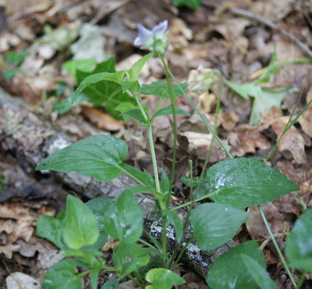 Viola 9
