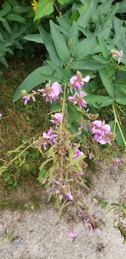 Desmodium canadese 7