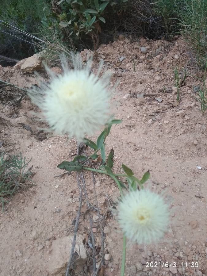 Klasea flavescens 9